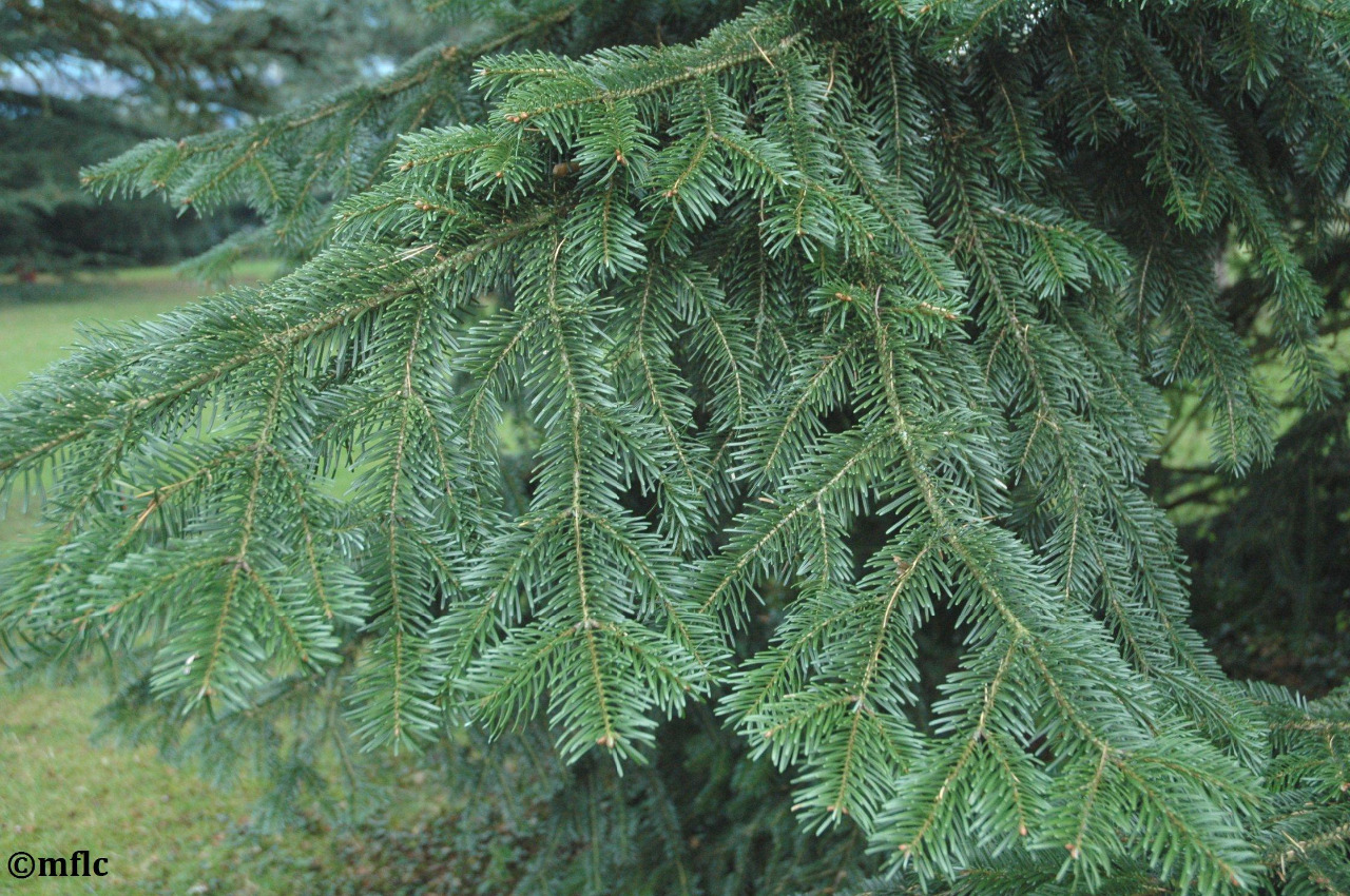 Abies Nordmanniana :: Mon herbier limousin